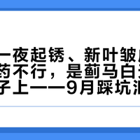 秋花苞一夜起锈、新叶皱成抹布：不是药不行，是蓟马白天根本不在叶子上——9月踩坑汇总+三档用药方案，10月底窗口还没关