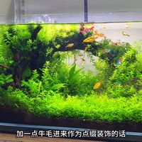 低维护草缸、溪流开缸 | 水族造景9.22日报