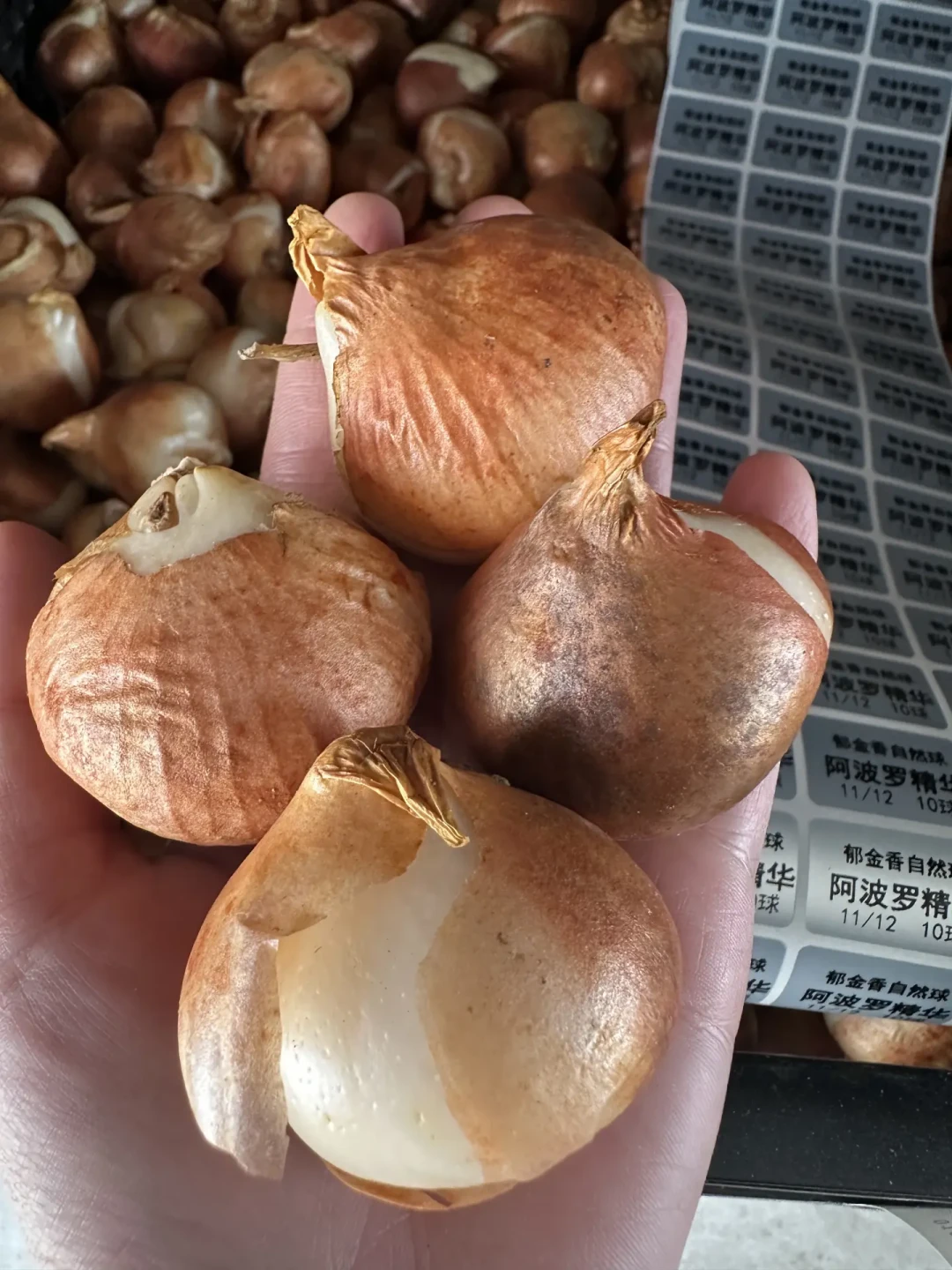 荷兰郁金香第一批球九月刚到店:五度球还是自然球?先定这三条线,再谈捡漏