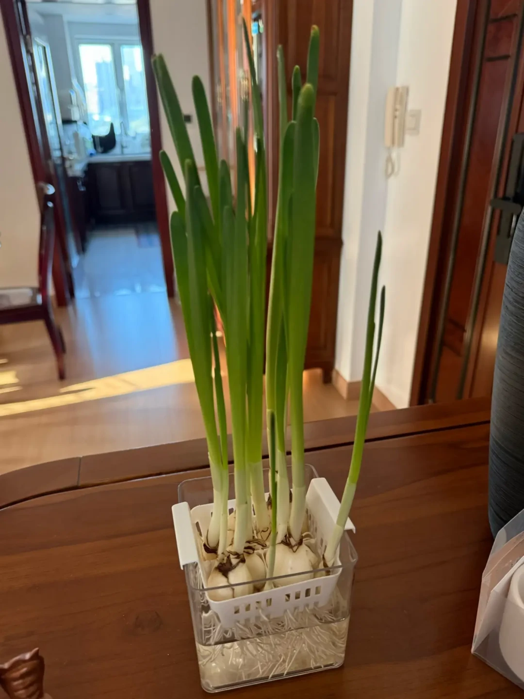 荷兰郁金香第一批球九月刚到店:五度球还是自然球?先定这三条线,再谈捡漏