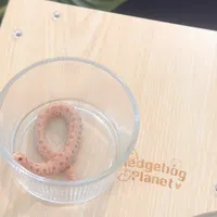 原色45、白双超上千：没读懂猪鼻蛇的“黑话”，别急着掏钱