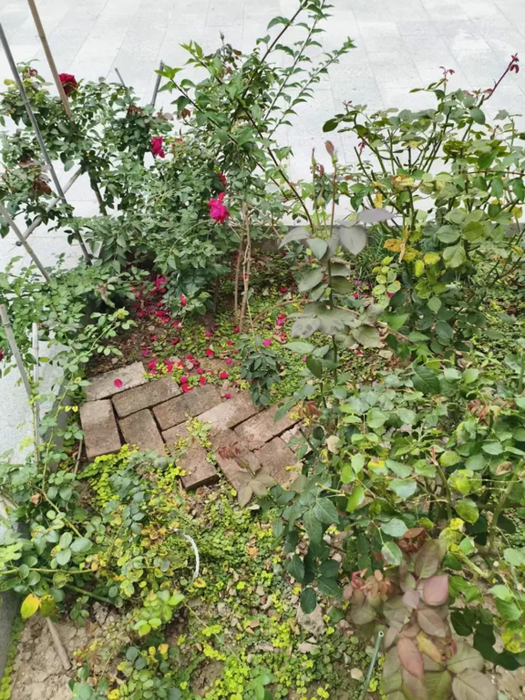一场秋雨,月季开始哗哗掉叶:黑斑打药“没用”的人,多半把药用反了——9月保住叶子,其实是保明年的春花