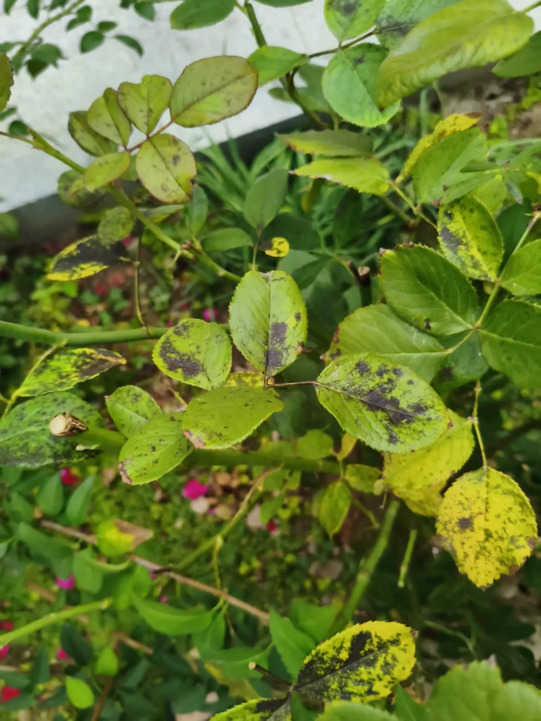 一场秋雨,月季开始哗哗掉叶:黑斑打药“没用”的人,多半把药用反了——9月保住叶子,其实是保明年的春花
