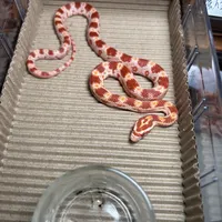 节前"蛇蛇怎么过冬"求助帖炸出45条评论：吵成三派，真正咬死蛇的从来不是冷，是没温控的裸加热
