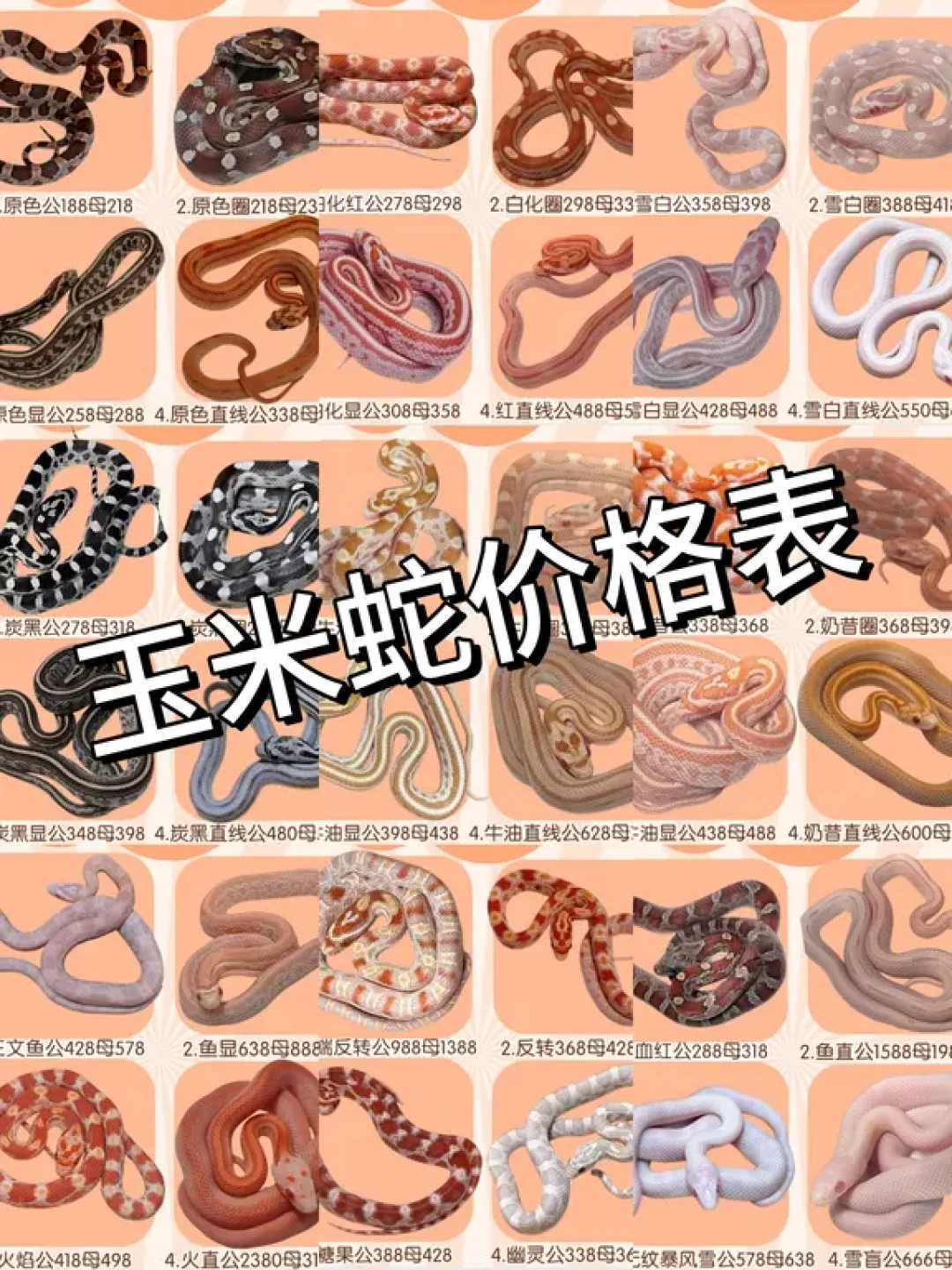 降温后蛇开始拒食、趴冷区:先别急着冬化,这道题考的是你有没有繁殖计划