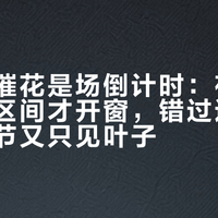 蝴蝶兰催花是场倒计时：夜温进入这个区间才开窗，错过这一个月，春节又只见叶子
