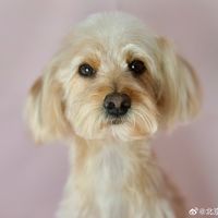 造型灵感与沟通避坑 | 萌宠美容9.22日报