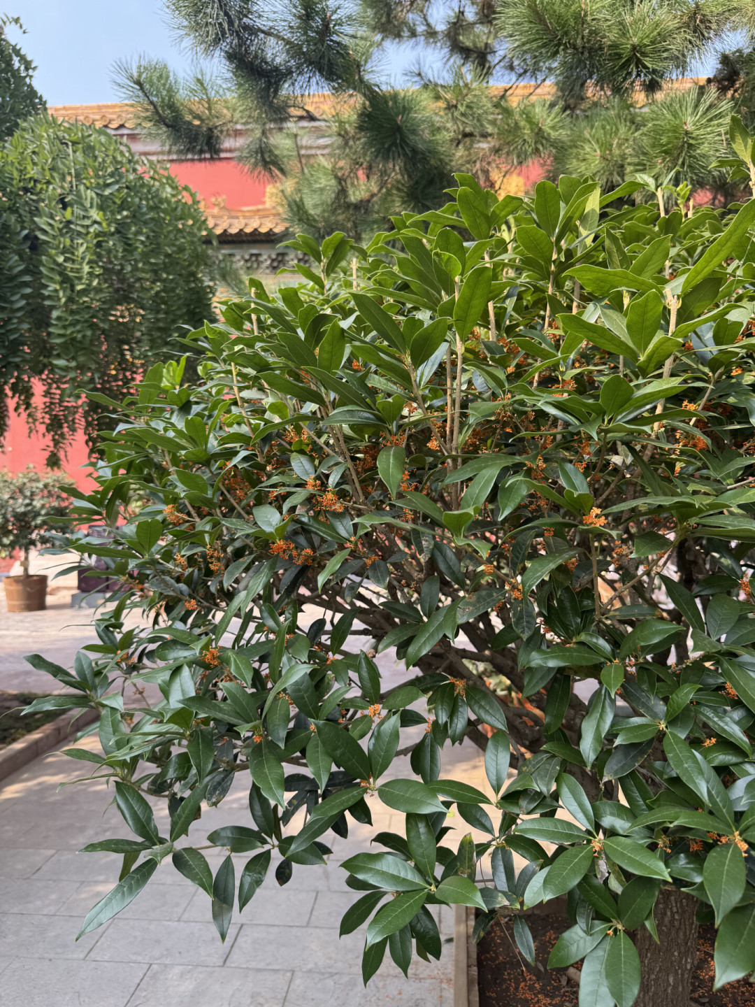 满街桂香第5天，你买的盆栽却在哗哗掉叶：9篇帖1015条评论扒出“带花苗”的三种死法，付定金前先对表