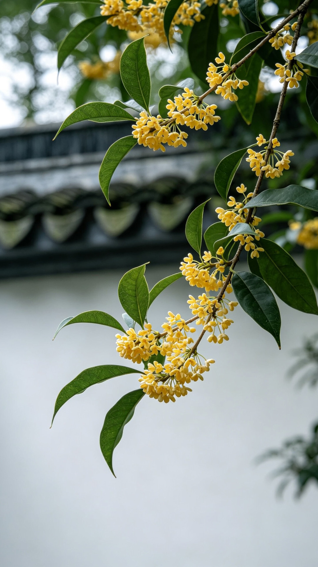 满街桂香第5天，你买的盆栽却在哗哗掉叶：9篇帖1015条评论扒出“带花苗”的三种死法，付定金前先对表