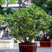 满街桂香第5天，你买的盆栽却在哗哗掉叶：9篇帖1015条评论扒出“带花苗”的三种死法，付定金前先对表