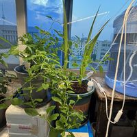 国庆出门还有10天，上门浇花比喂猫还难约：先给阳台分三档，秋季不少花浇透就能扛，搬错盆才真会死