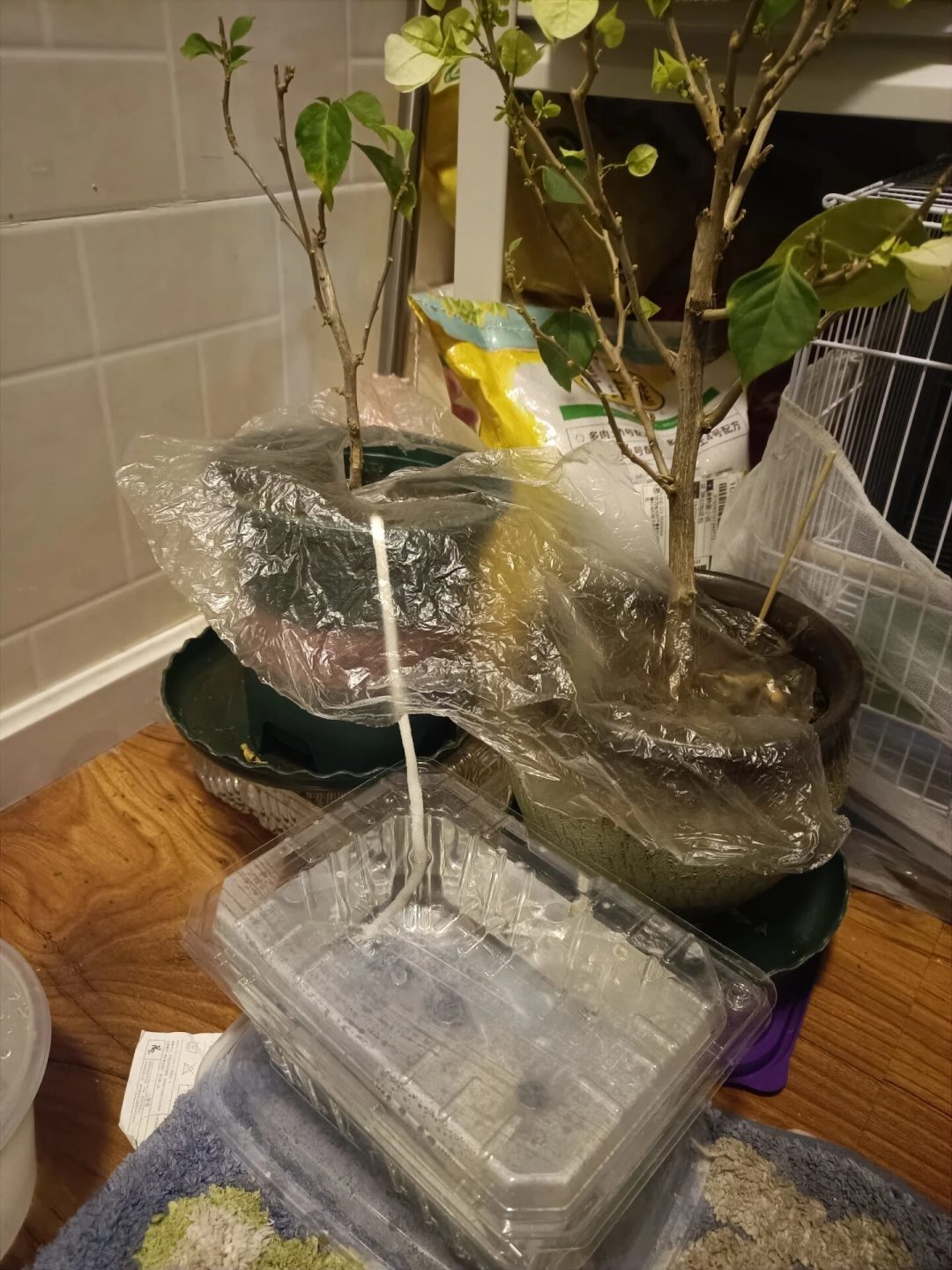 国庆出门还有10天,上门浇花比喂猫还难约:先给阳台分三档,秋季不少花浇透就能扛,搬错盆才真会死