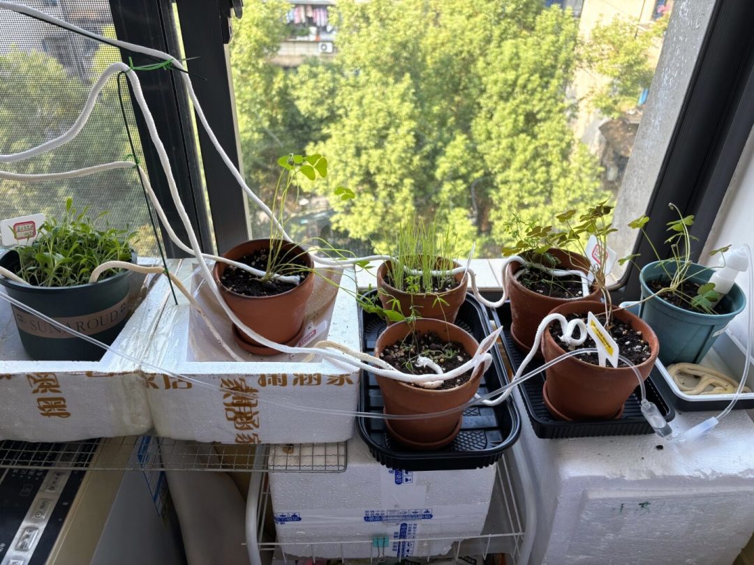 国庆出门还有10天,上门浇花比喂猫还难约:先给阳台分三档,秋季不少花浇透就能扛,搬错盆才真会死