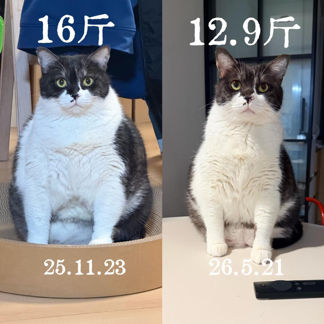 12斤开始减肥、减到14斤:猫越减越肥,问题多半出在你的算法上