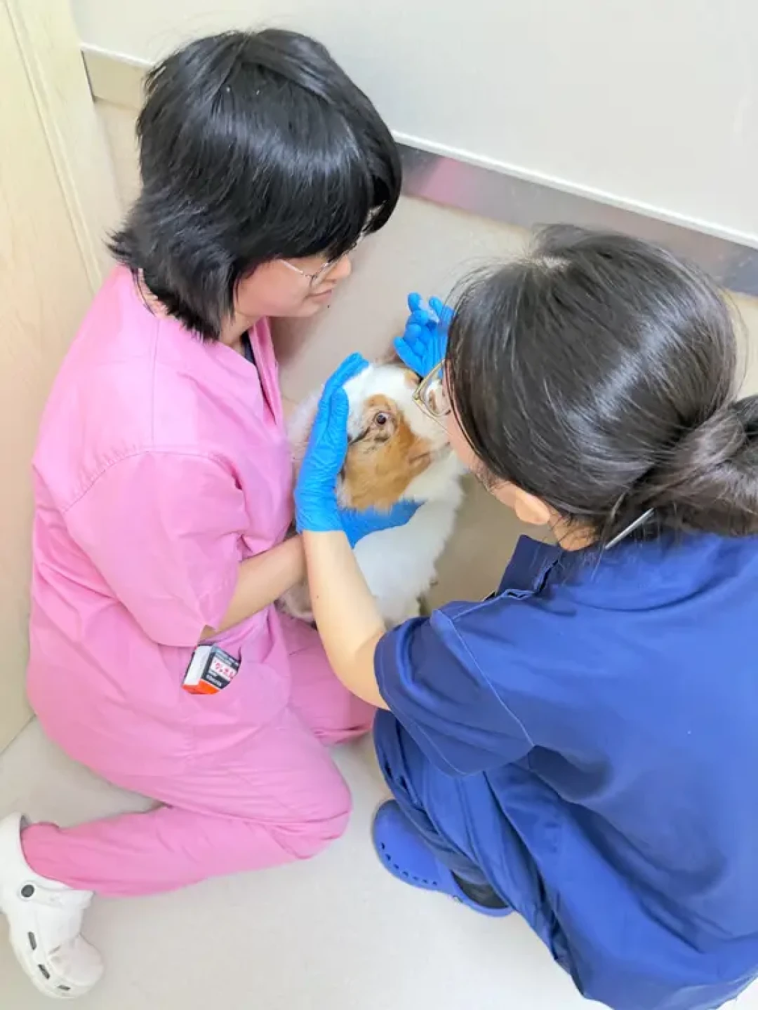 中秋饭桌上对猫狗最危险的不是巧克力:一块“无糖”月饼才是头号杀手,毒性剂量、急诊账单、分诊卡一次讲清