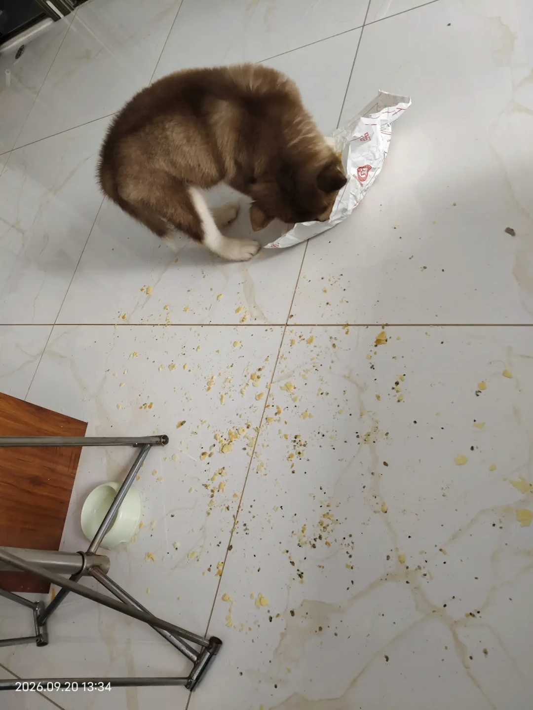 中秋饭桌上对猫狗最危险的不是巧克力:一块“无糖”月饼才是头号杀手,毒性剂量、急诊账单、分诊卡一次讲清