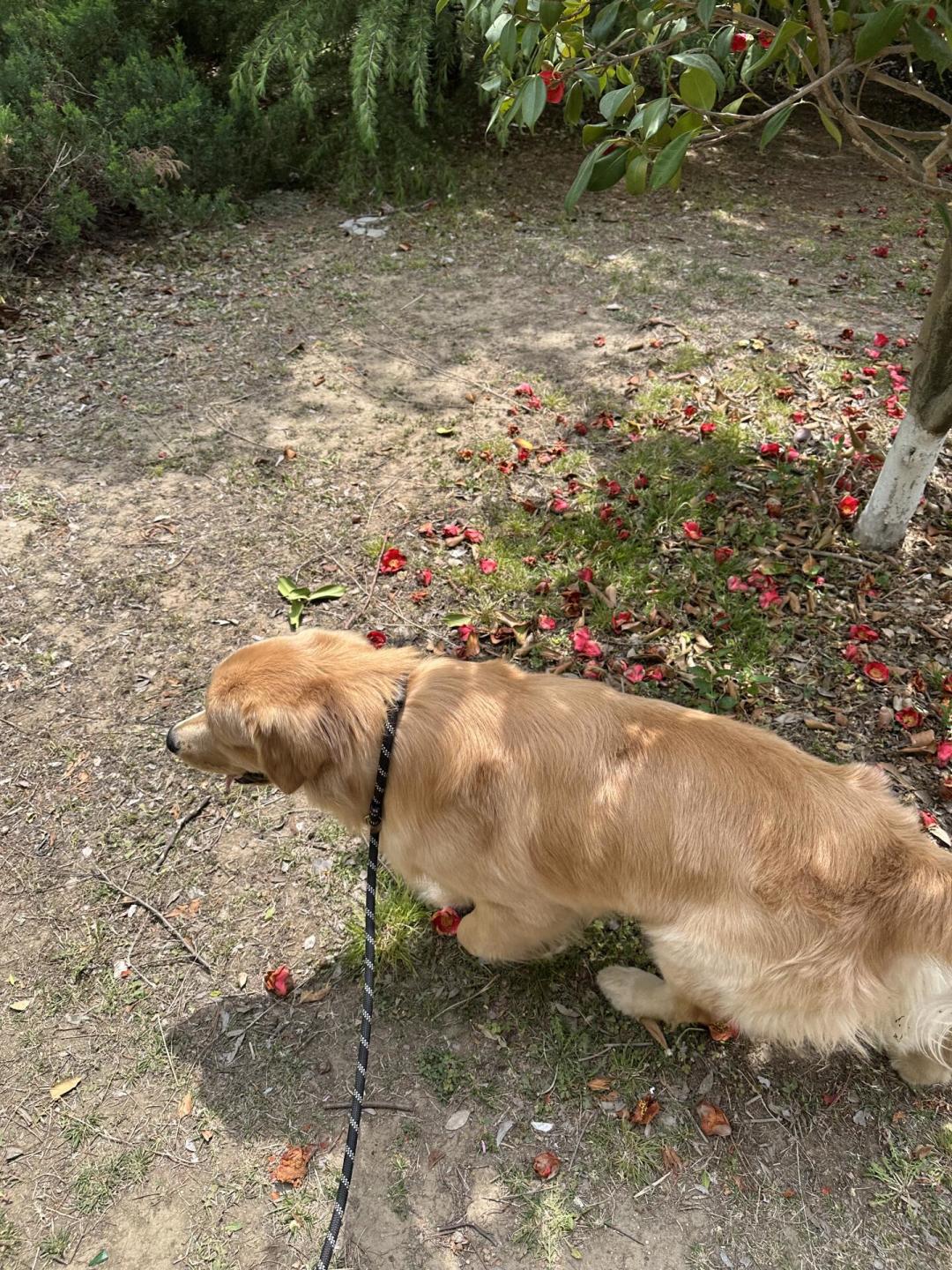 你越拽它越冲:拆完入秋十几条随行晒帖和1800到1.2万的训犬账——大狗家庭,先把绳子松下来