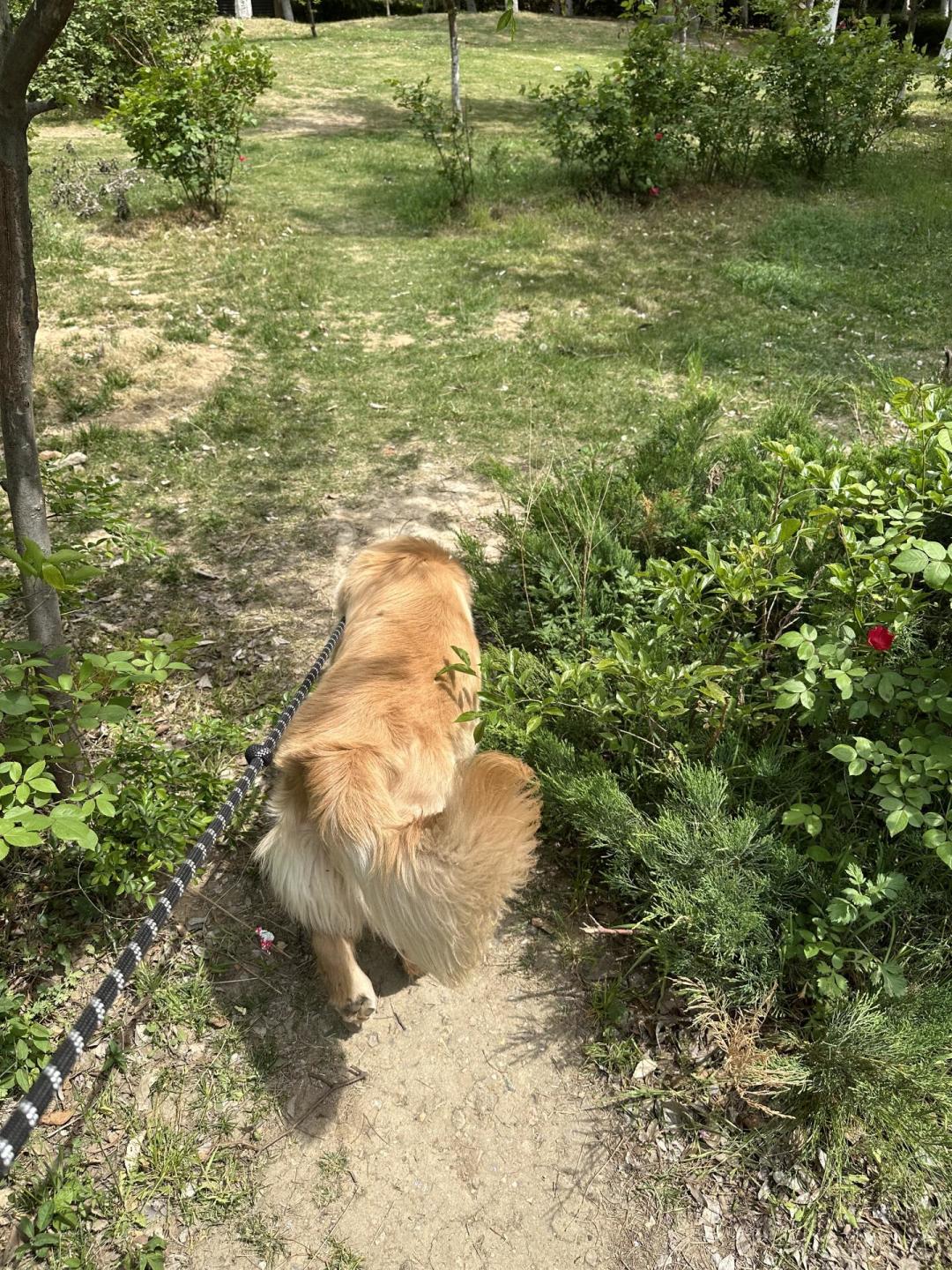 你越拽它越冲:拆完入秋十几条随行晒帖和1800到1.2万的训犬账——大狗家庭,先把绳子松下来