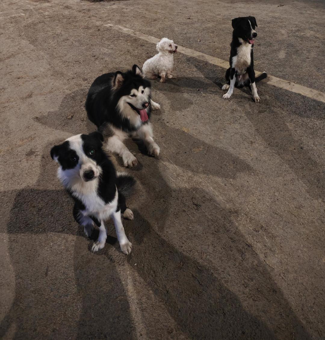 你越拽它越冲:拆完入秋十几条随行晒帖和1800到1.2万的训犬账——大狗家庭,先把绳子松下来