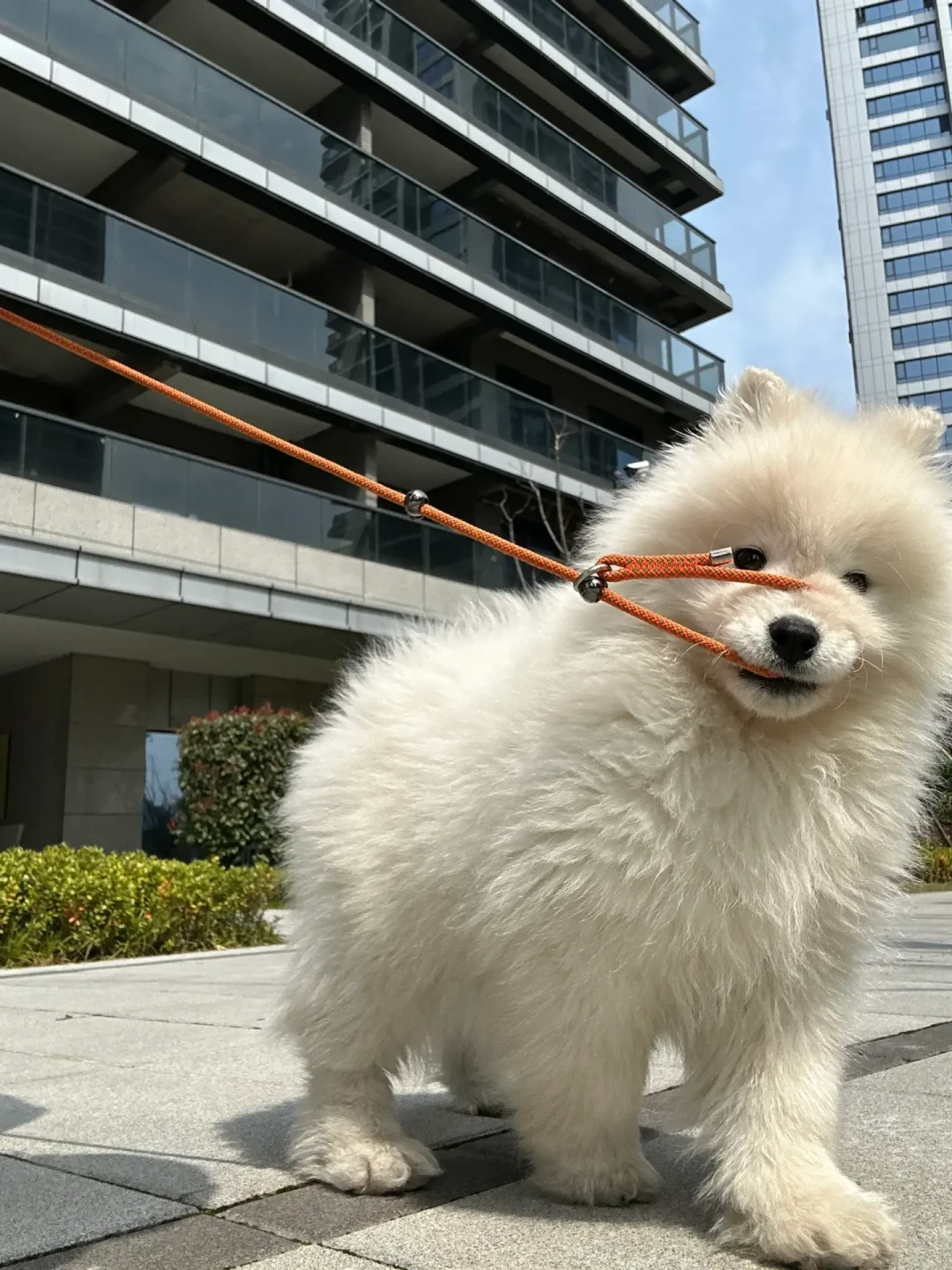 仁寿刑拘、深圳没牵绳赔200万之后:我把狗责任险的承保线和拒赔线对完了——年费一两百之前,先过“牵绳+犬证”这道题
