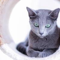 猫肾病指南时隔10年大更新：7岁起真正要做的是查肾，不是被“老年粮”催着换粮