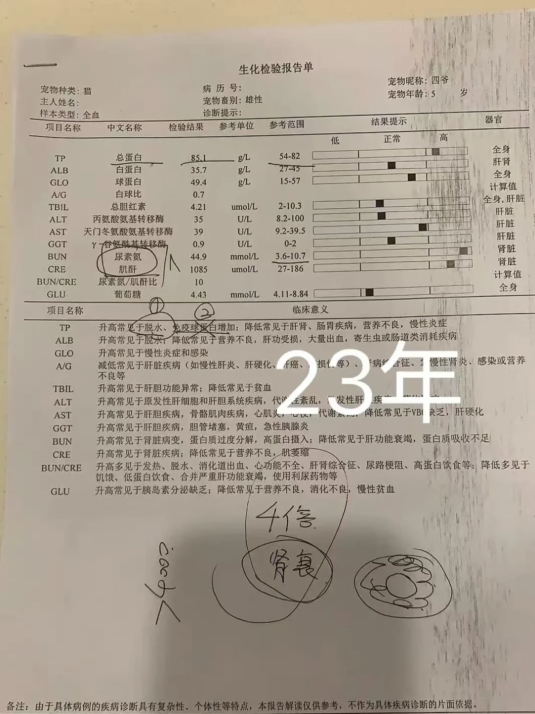 猫肾病指南时隔10年大更新：7岁起真正要做的是查肾，不是被“老年粮”催着换粮