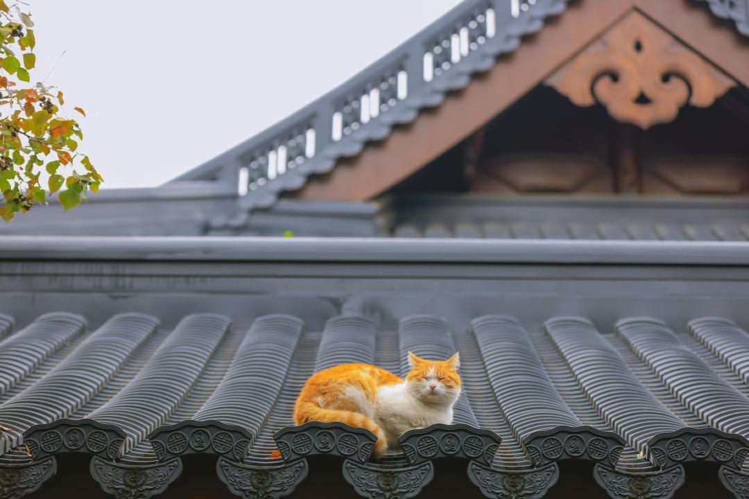 猫肾病指南时隔10年大更新：7岁起真正要做的是查肾，不是被“老年粮”催着换粮