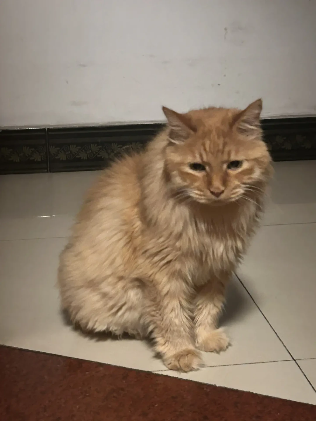 猫肾病指南时隔10年大更新：7岁起真正要做的是查肾，不是被“老年粮”催着换粮