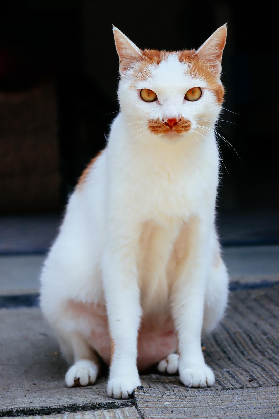 猫肾病指南时隔10年大更新：7岁起真正要做的是查肾，不是被“老年粮”催着换粮