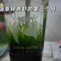 1.2万赞的喜茶瓶养虾火了，评论区最高赞却是“虐鱼重灾区”：生态瓶这笔账，试水前先对完