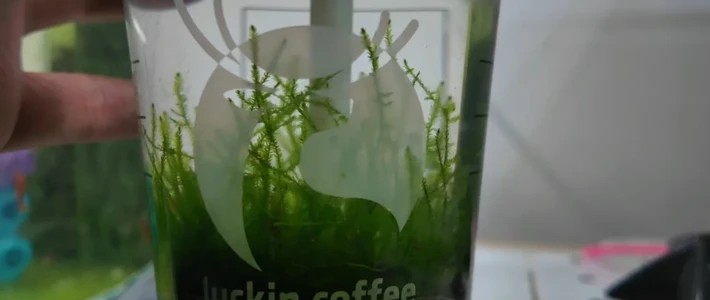 1.2万赞的喜茶瓶养虾火了，评论区最高赞却是“虐鱼重灾区”：生态瓶这笔账，试水前先对完