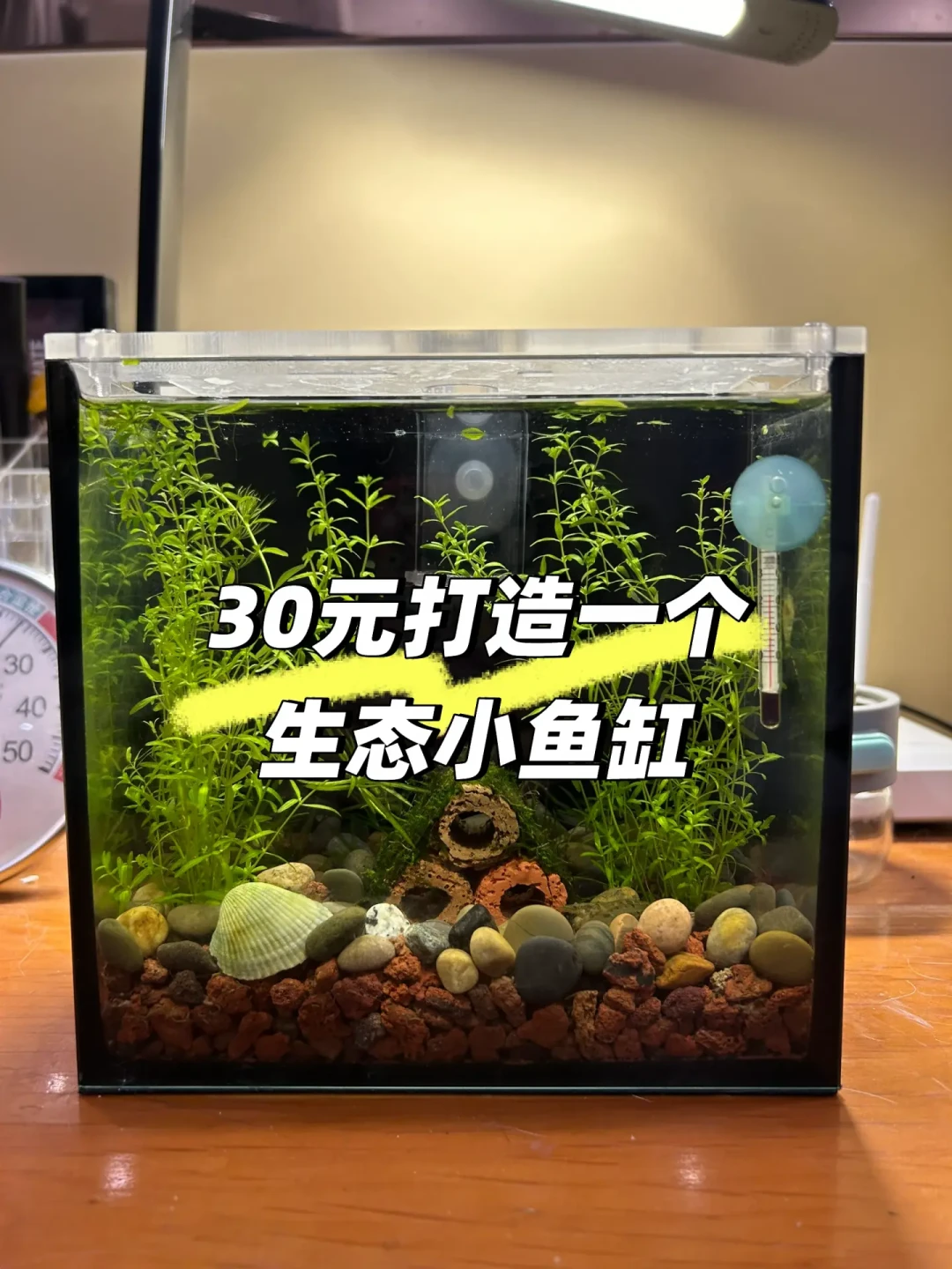1.2万赞的喜茶瓶养虾火了,评论区最高赞却是“虐鱼重灾区”:生态瓶这笔账,试水前先对完
