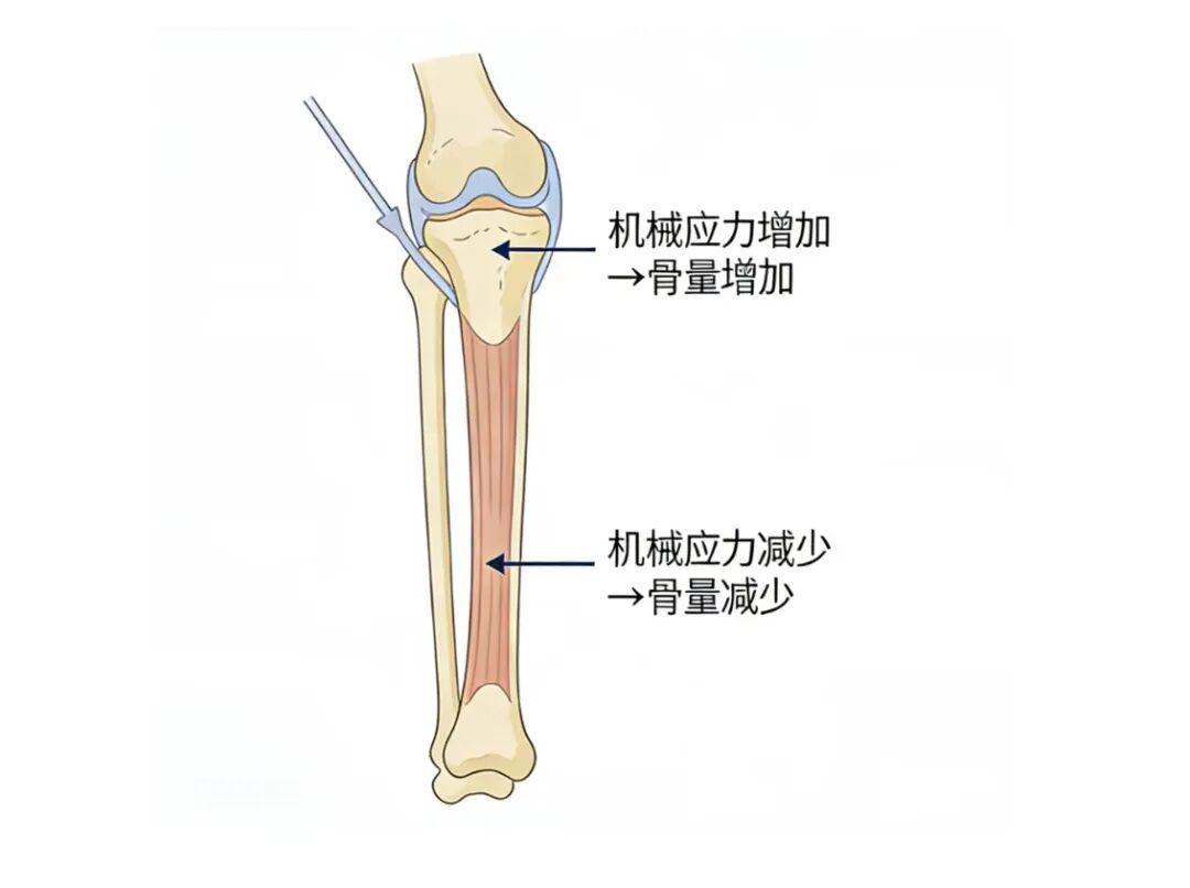 超慢跑步频从170卷到190:190歌单收藏破万,翻完两派争论和一份新综述,