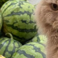双11猫粮攻略做成Excel交给老婆，她只问了一句：