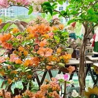 折腾三角梅这些年，我终于悟了！想爆花，就得学会一个字“虐”~