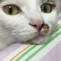 宠物洁齿水买哪种好？2026 年 7 大品牌横评 + 3 步选择法 + FAQ