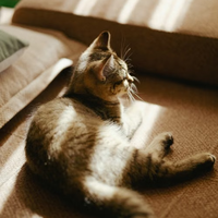 Kocat一只猫咪,到底能陪我们多久,一起来看看吧