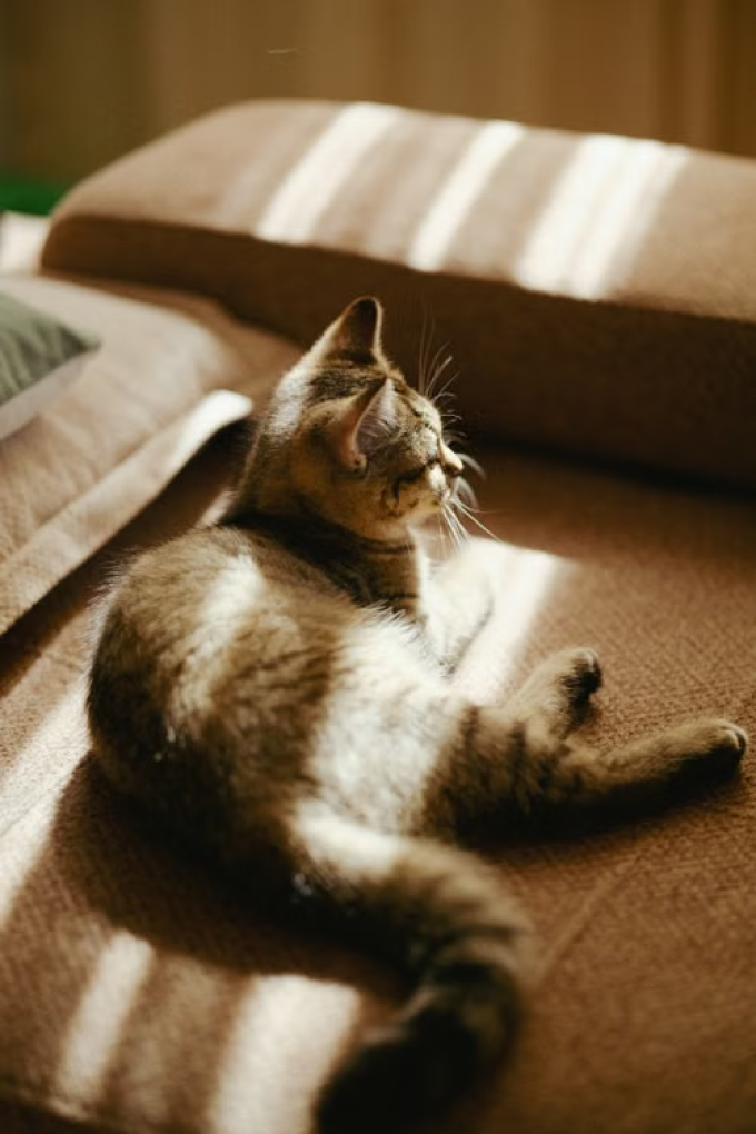 猫咪