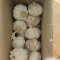 山东紫皮大蒜 新鲜干蒜 个头大多瓣 中大果