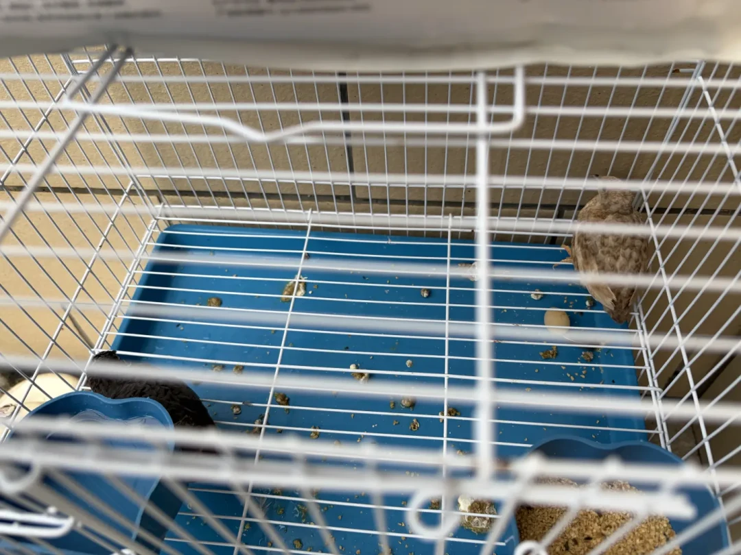 「15块一对的摆摊价」撞上「免费送连笼都没人要」:降温之前想捡漏退坑芦丁鸡,先把公母、保温、产蛋、健康、退路这五笔账算清