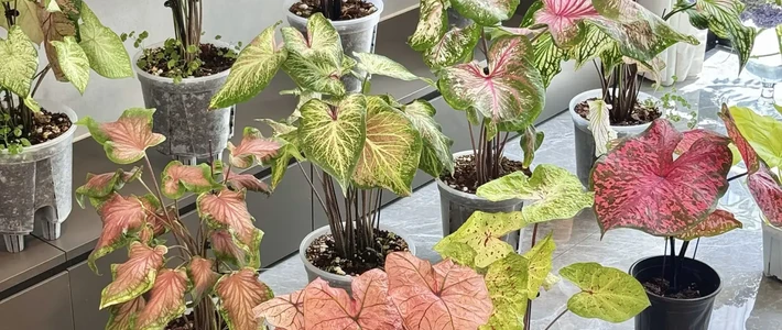秋分一过，