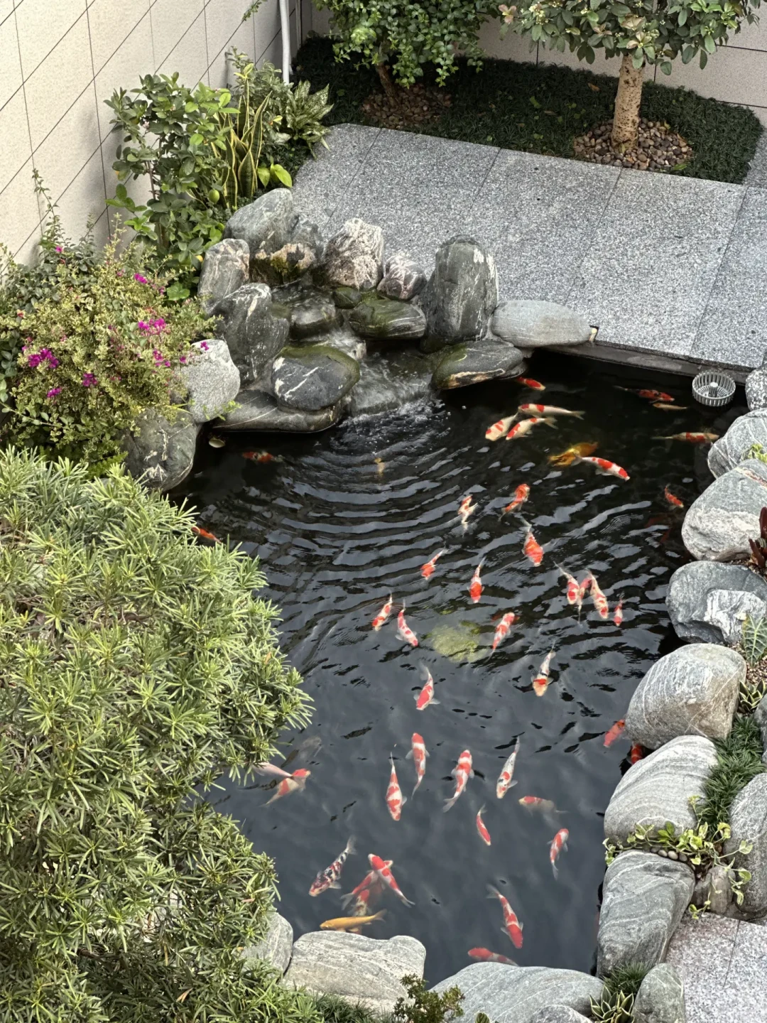 2.1万赞的自建鱼池,最高赞评论却是