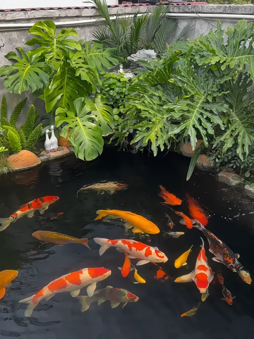 2.1万赞的自建鱼池,最高赞评论却是