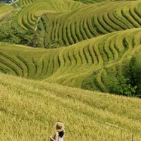 龙脊梯田"11月1日收割"通知刷屏：9/22实拍还是黄绿交织，喊你"中秋去追金色稻浪"的人最近没上山