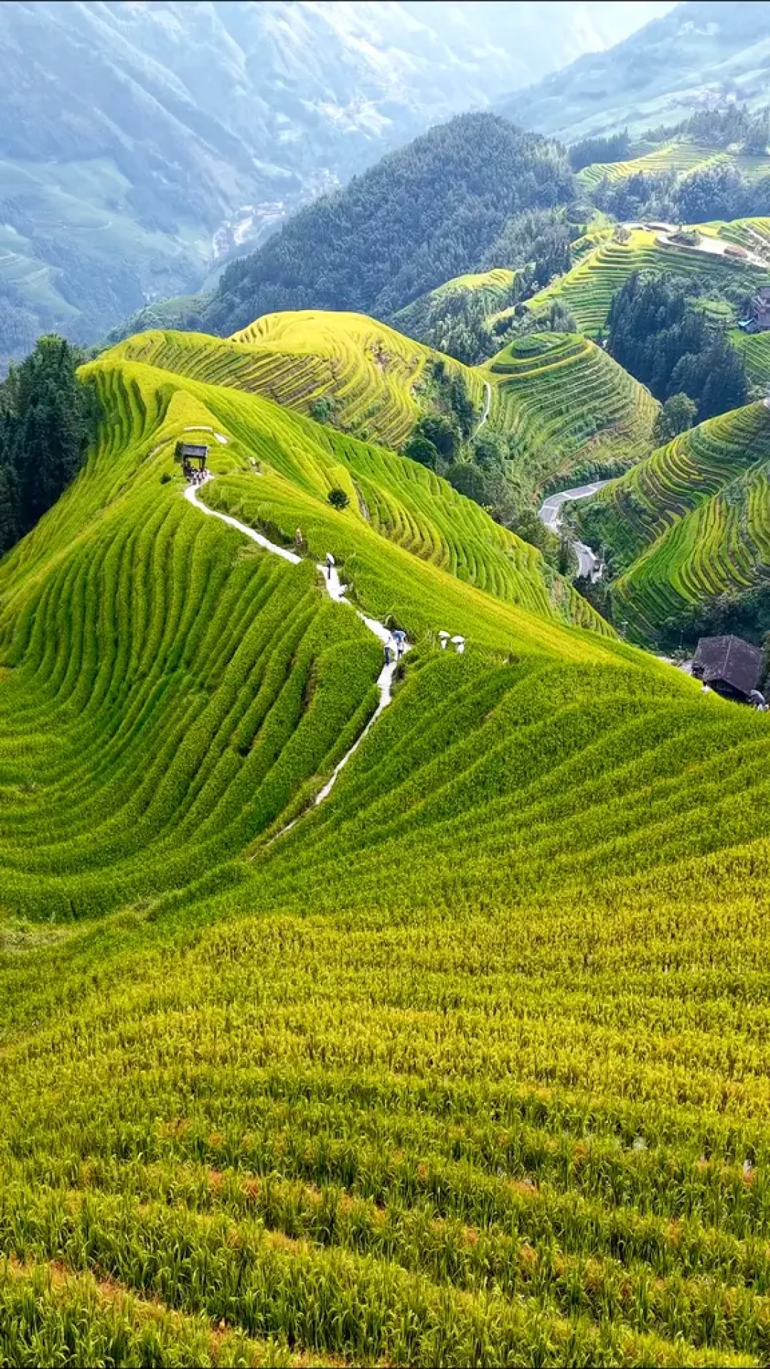 龙脊梯田