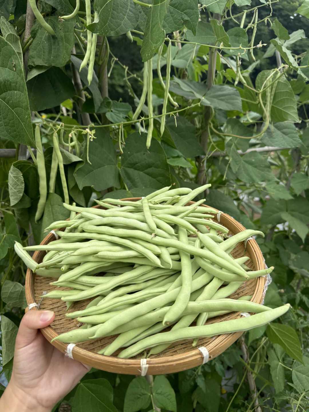 黄磊自己回应了