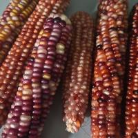 央视点名文玩玉米：9块9和7800元摆上同一张桌，我把这根玉米的价链拆成了六级