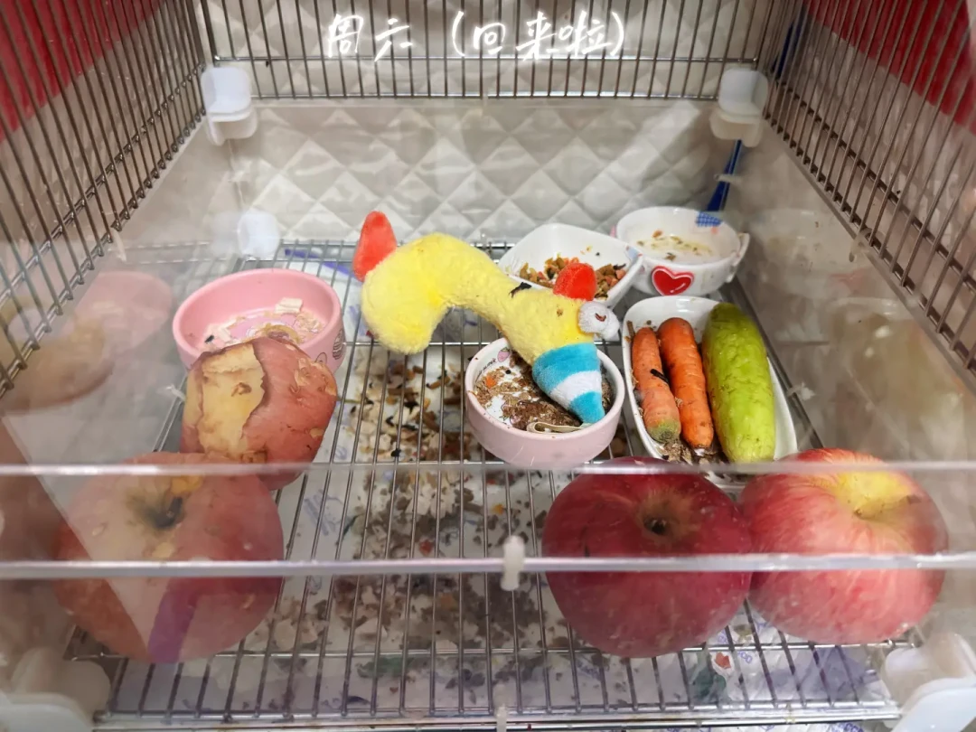 国庆蜜袋鼯“安置”四笔账:寄养爆满又涨价,但你小蜜排不进猫狗的队