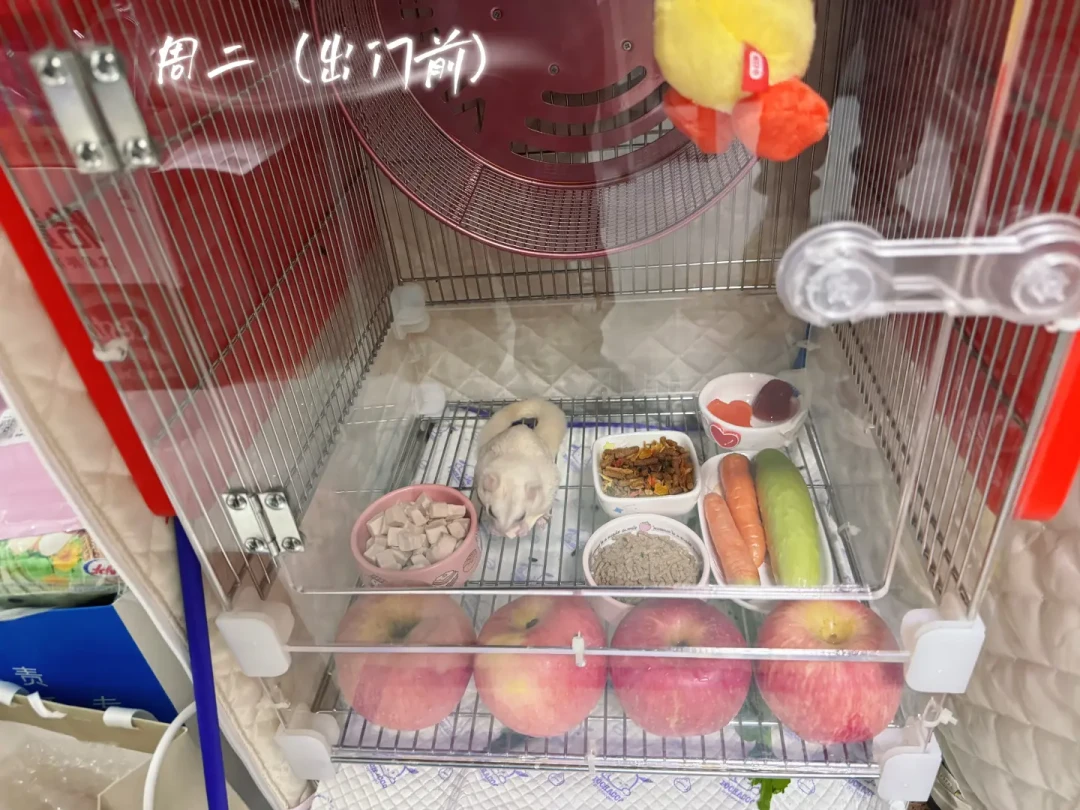 国庆蜜袋鼯“安置”四笔账:寄养爆满又涨价,但你小蜜排不进猫狗的队
