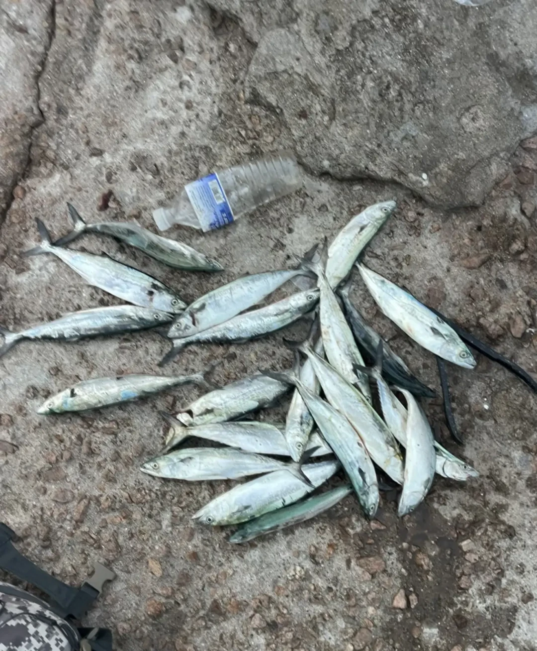 鲅鱼季快收官:国庆岸抛,别盯潮水,盯5点的早口和天气窗口